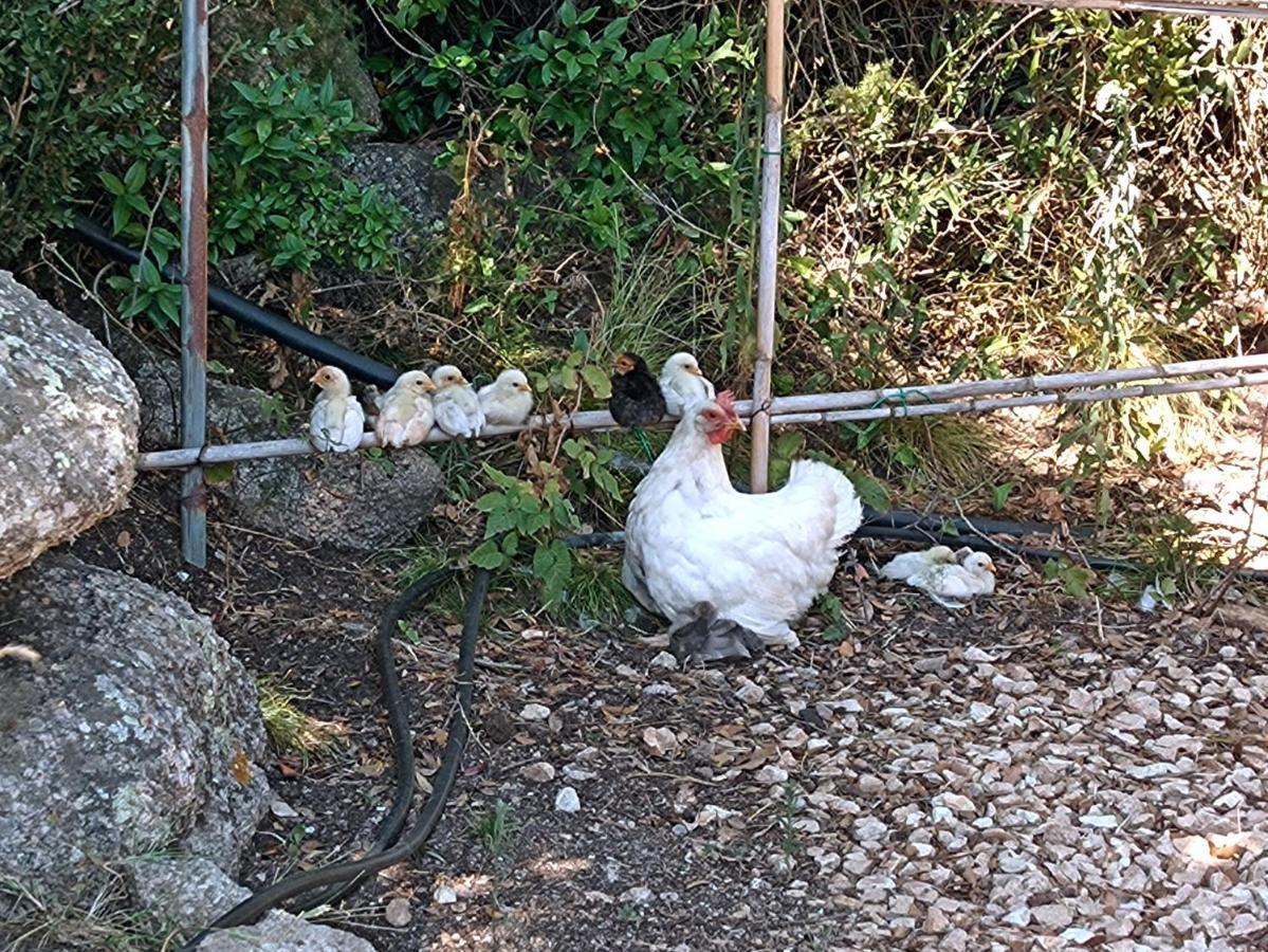 La Cera Farm